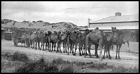 Camels
